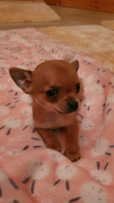 gumtree teacup chihuahua